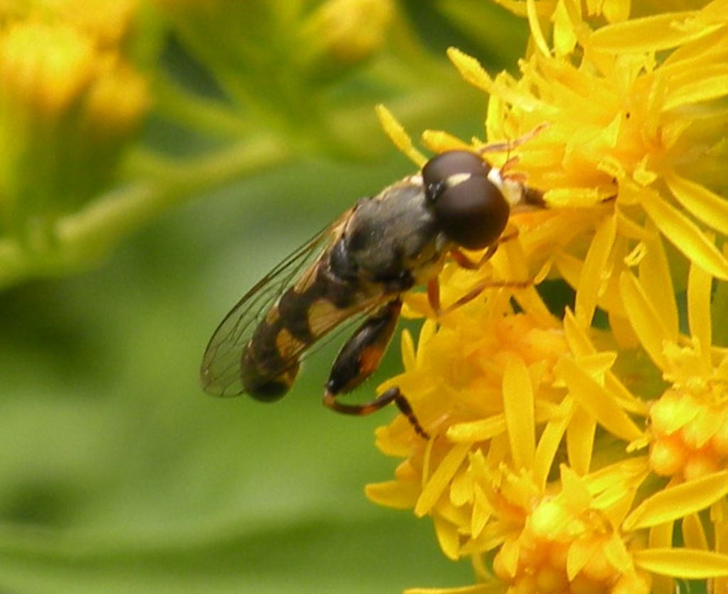 Syritta pipiens?